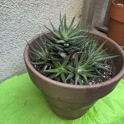 Zebra Haworthia Plant
