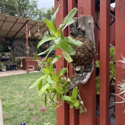 Trailing Bromeliad Mounted On Driftwood 