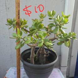 Jade/Succulent/elephant bush/aloe vera plants