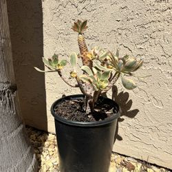 Succulent In Pot