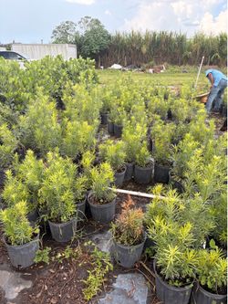 Podocarpus en 3 galones