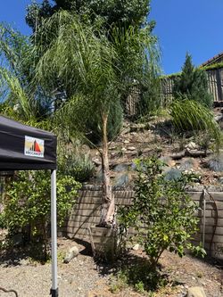 QUEEN PALM TREES   24” BOX