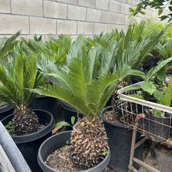 Sago Palms/cycads 