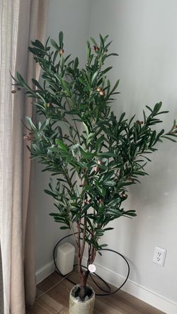 Large olive tree