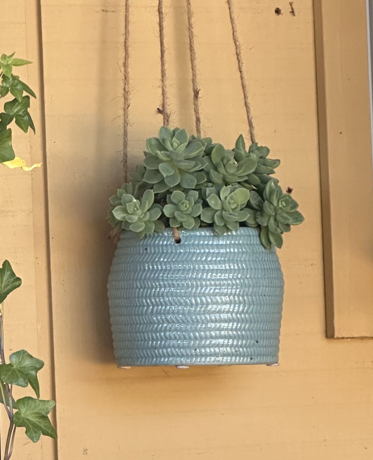 Hanging Succulent 