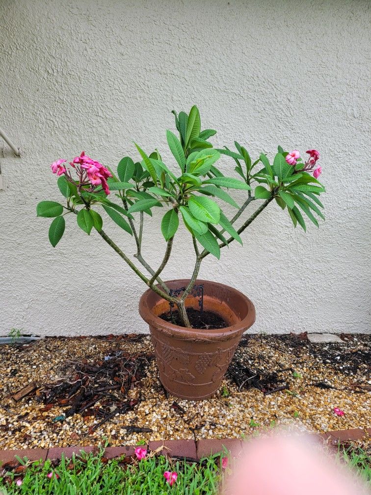 Large PINK Blooming PLUMERIA Plants / Trees