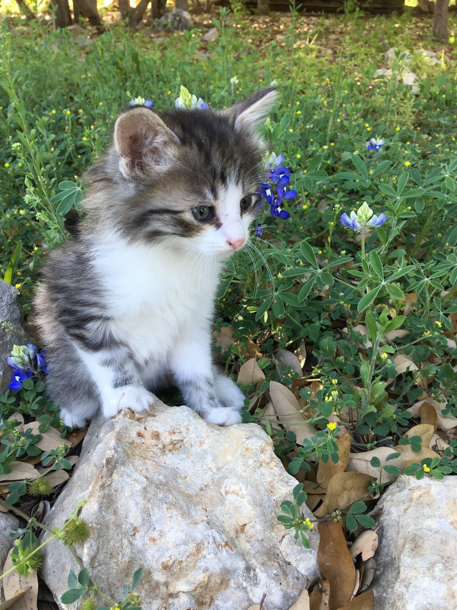 Kittens