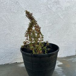 Mirror Plant 