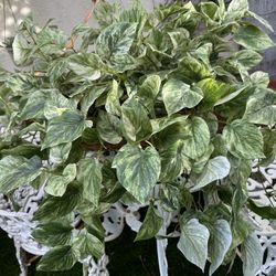  Artificial Pothos Basket