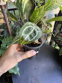 Anthurium Doc Block Michelle Plant