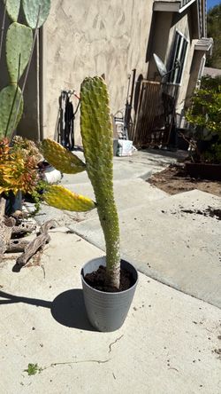 Roadkill cactus for a unique grow large