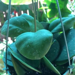Hoya Ovobata