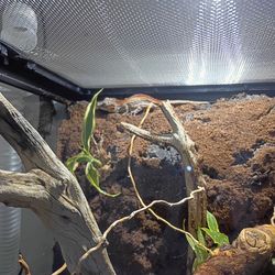 Gecko setup and more