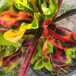 Beautiful Calor Plant 