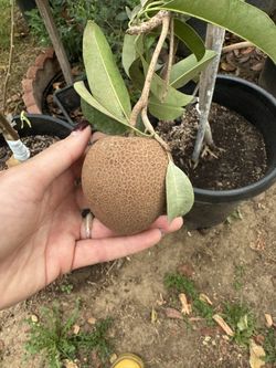 Thai Sapodilla Fruit Tree