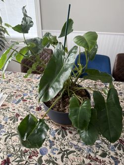 Plant Philodendron Burle Marx, in 10 Modern Pot