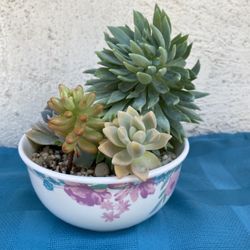 Succulents In A Bowl..