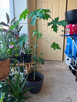 Large Potted Papaya Tree Plant