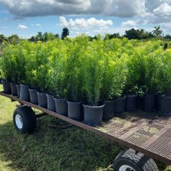 Beautiful Podocarpus About 3 Feet Tall Instant Privacy Plants Green Fencing Privacy Hedges 