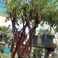 California Beauty Nursery & Flower Shop