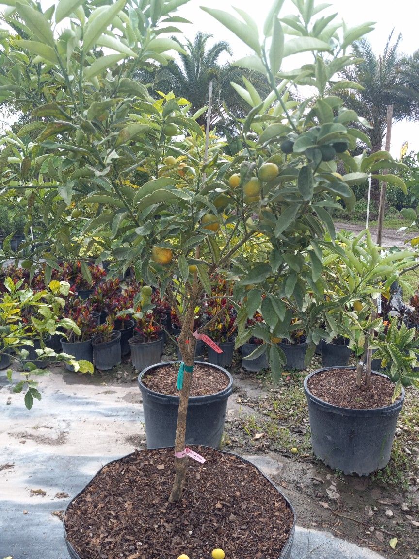 online order Kumquat Kumquat Sale Fruit Producing Tree Trees 25gl 175.