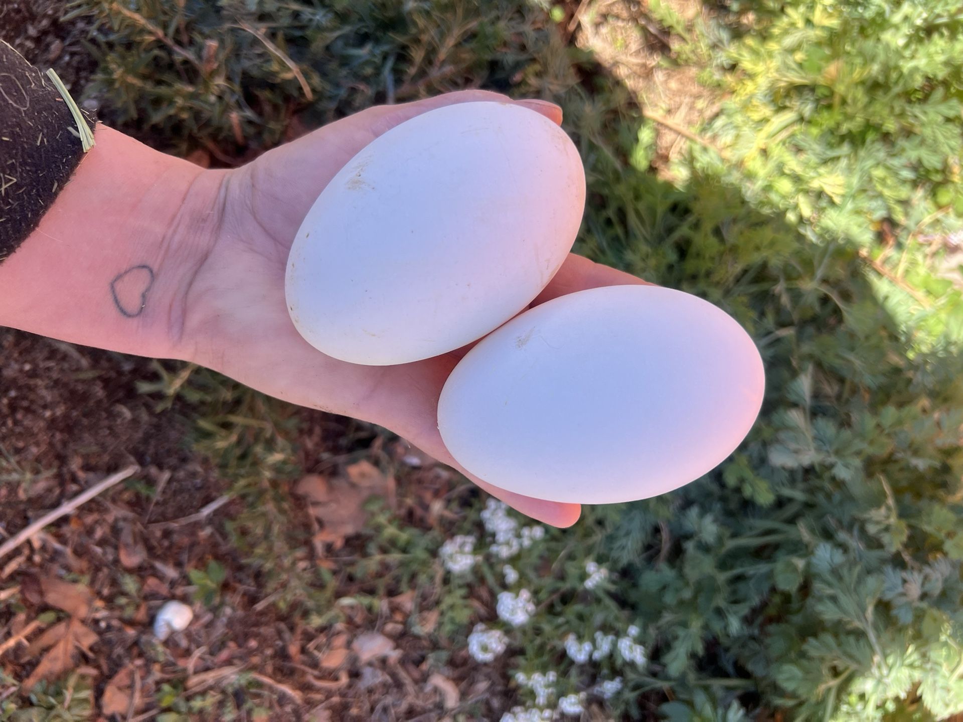 Sebastopol Geese eggs