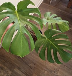 Monstera Deliciosa Plant