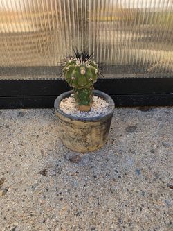Copiapoa Cinerea Cactus in pot