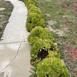 Free Plants In Walnut