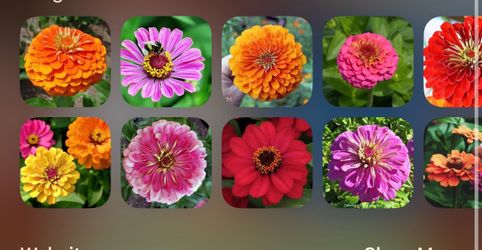 Free!! Free! Free!! Zinnias & Sunflowers
