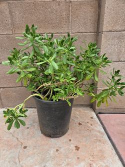 Suculent  jade Plant