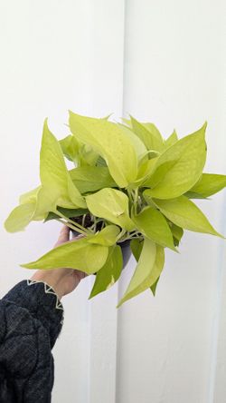 Pothos Neon Plant 6" Pot - Indoor House Plants 
