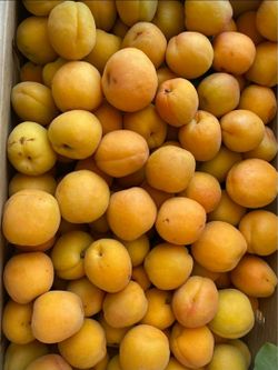 APRICOT