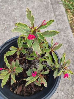 Crown of thorns bariegatd corona de espinas