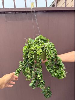 6” xl Hoya compacta w/ peduncles very full
