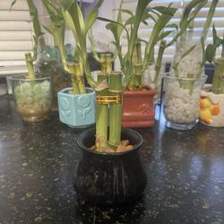 2 Bamboo Stalks In Black Vase