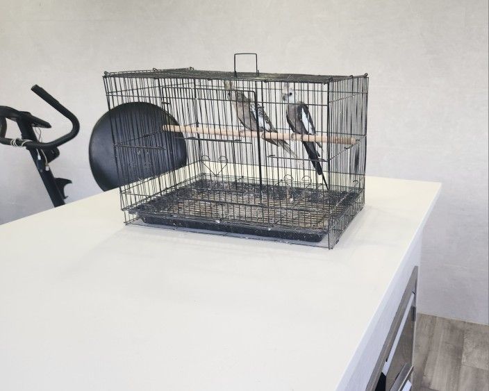 Bird Cage