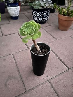 Homegrown organic green succulent in black pot