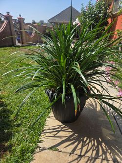 Liriope Plant