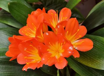 Clivia - Bush Lily - Clivia Miniata