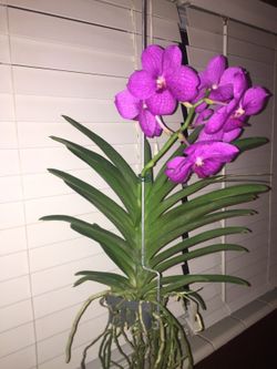 Plant and yards sale sat 26th 10am