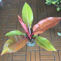 Prince of Orange Philodendron plant 6”