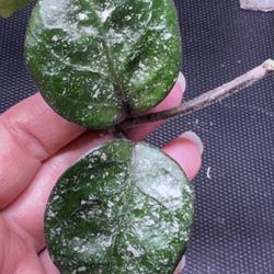 Hoya Chelsea Splash 