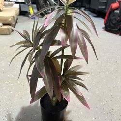 Fake Plant