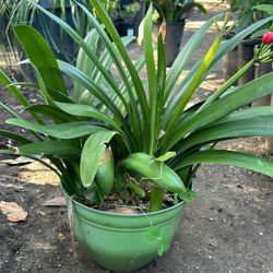 Clivia