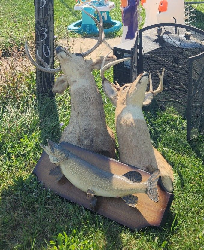2 Buck And Northern Pike Mount