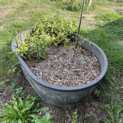 Stock Tank Garden Bed 140 Gallon