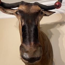 Blue Wildebeast