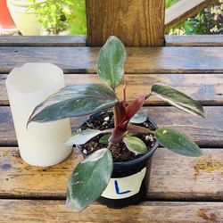 Live indoor Philodendron Pink Princess plant in a plastic nursery pot—firm price