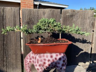Bonsai Japanese Garden Juniper Flying Eagle $60